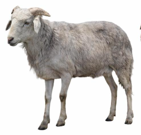 Mitmita Spice (250g)